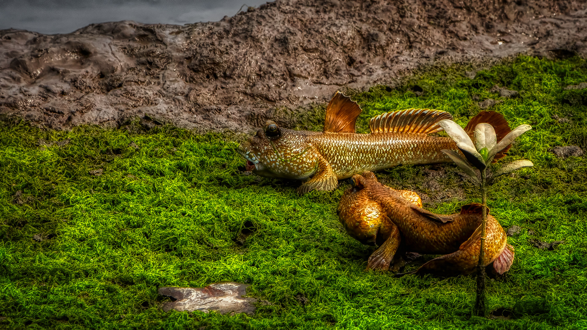 Sungei Buloh Wetland Reserve (XXXIV)