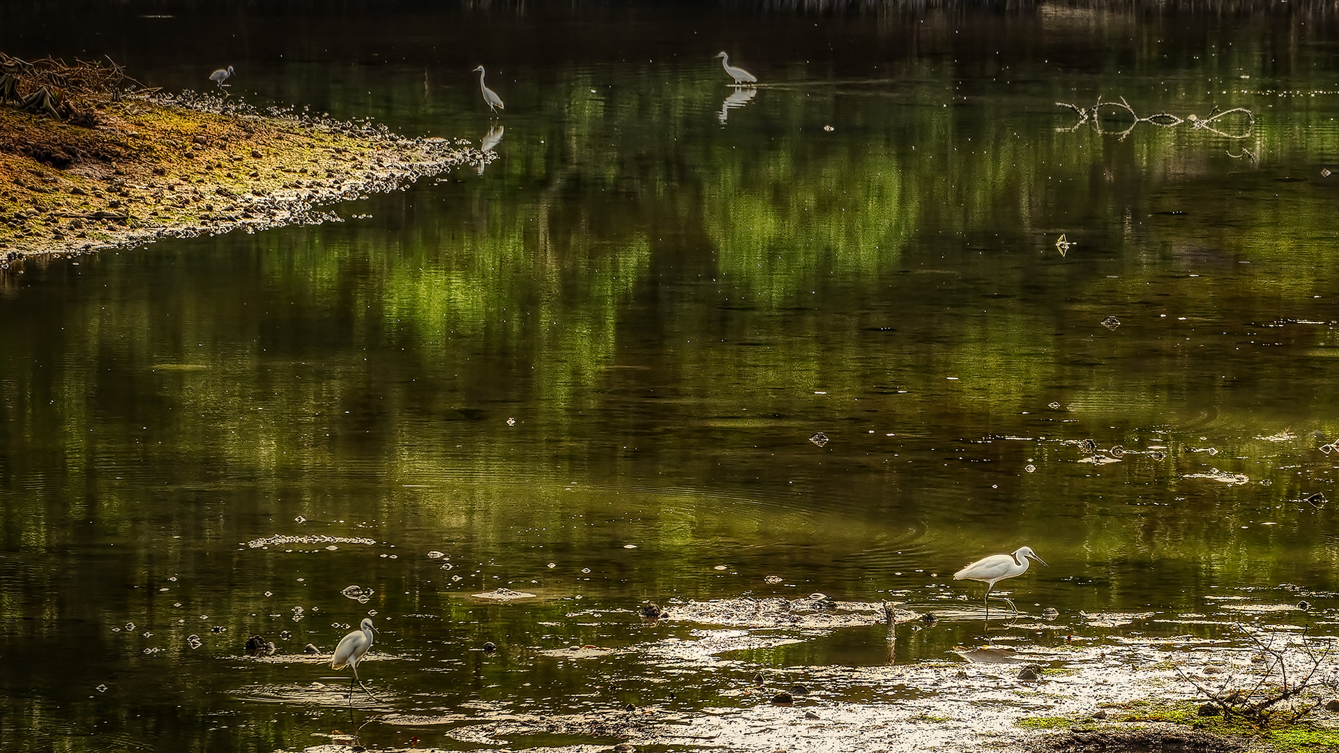 Sungei Buloh Wetland Reserve (XXXIX)