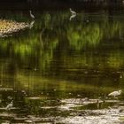 Sungei Buloh Wetland Reserve (XXXIX)