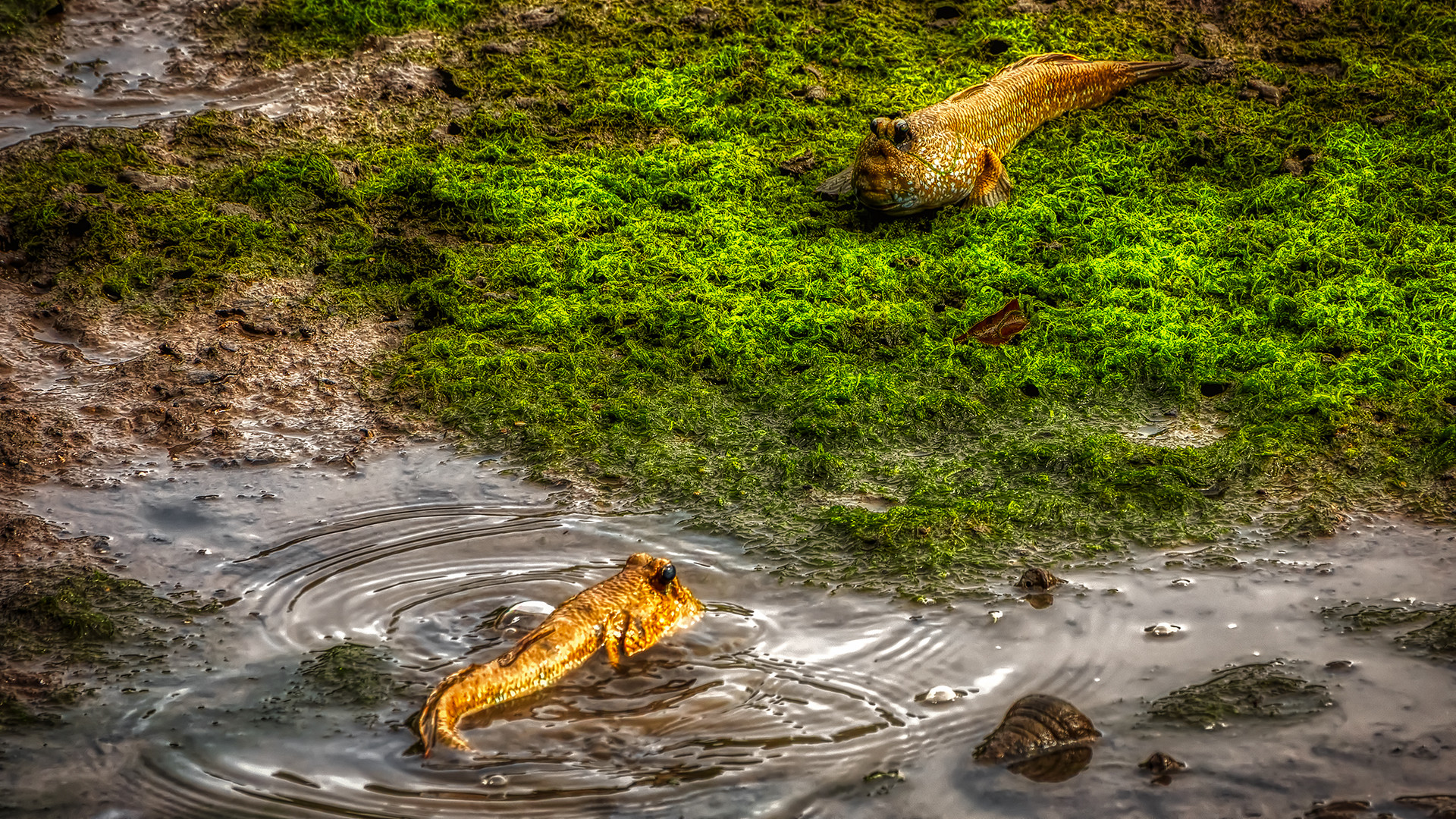 Sungei Buloh Wetland Reserve (XXXV)