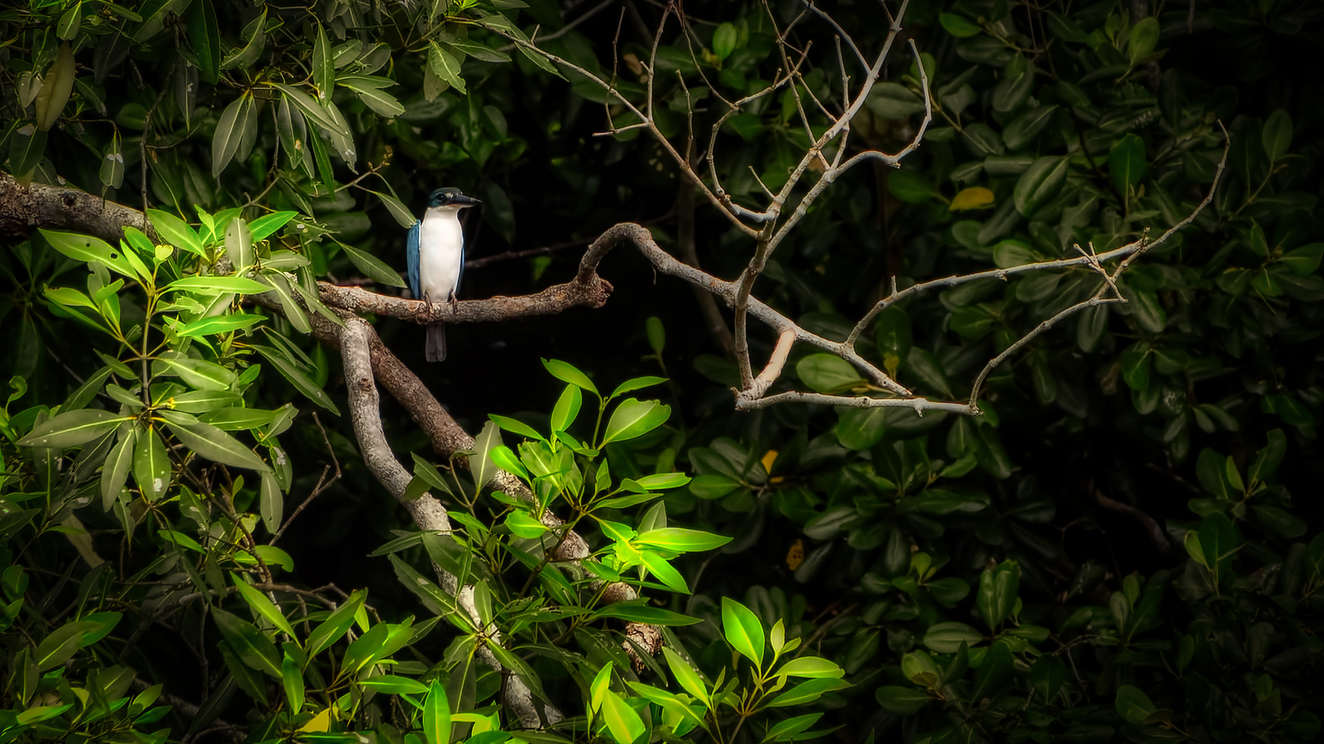 Sungei Buloh Wetland Reserve (XXXVI)