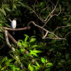 Sungei Buloh Wetland Reserve (XXXVI)