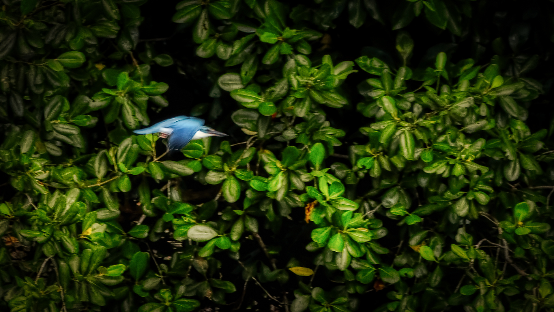 Sungei Buloh Wetland Reserve (XXXVII)