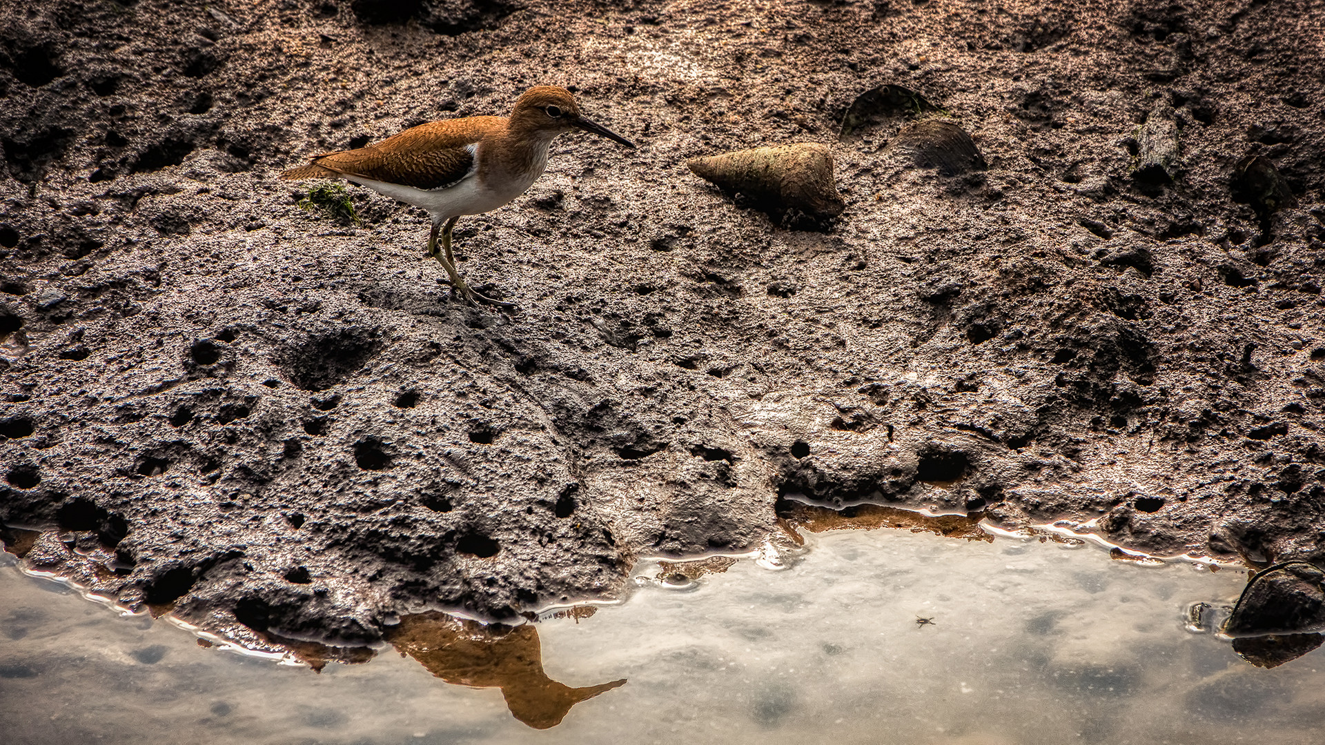 Sungei Buloh Wetland Reserve (XXXVIII)