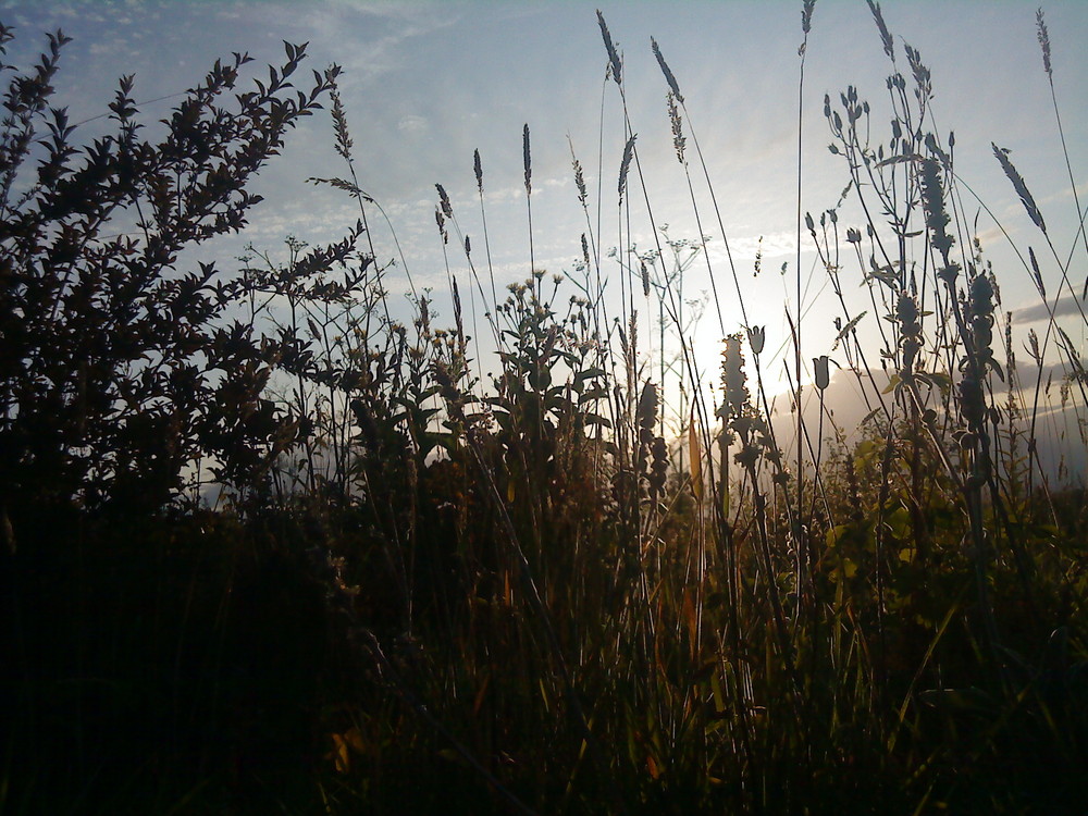Sun&Grass