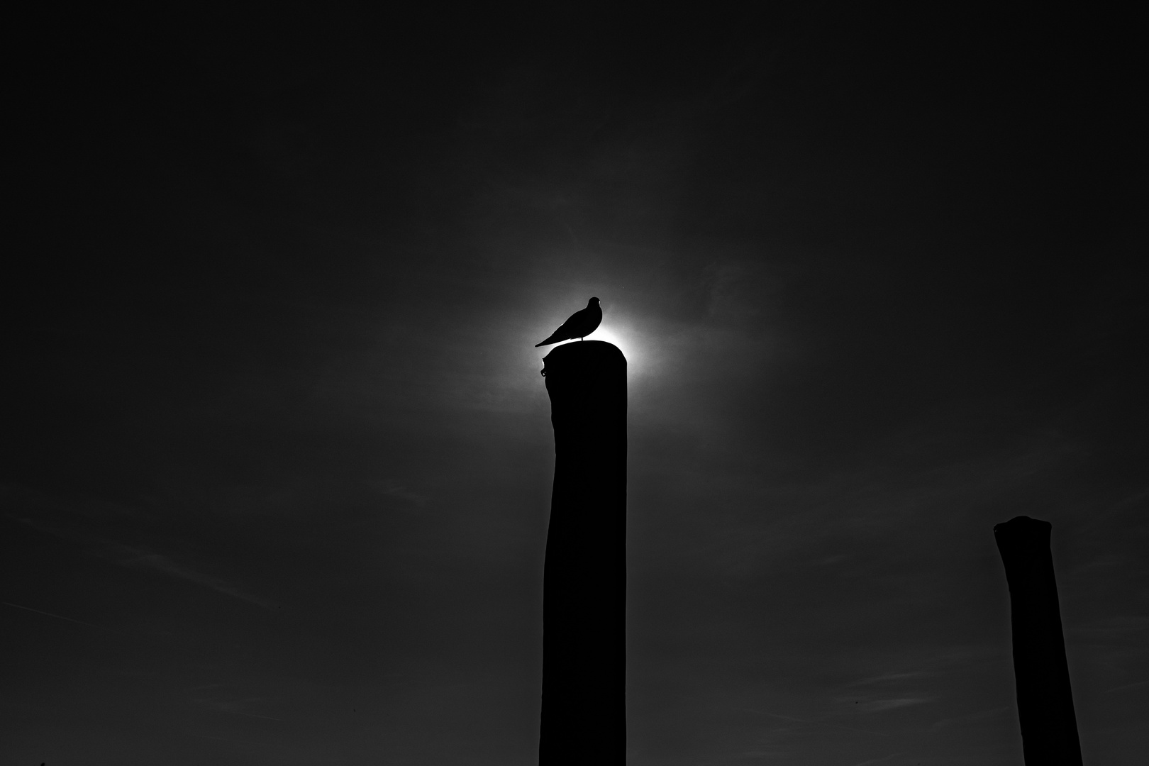 Sungull