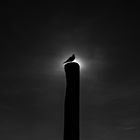 Sungull
