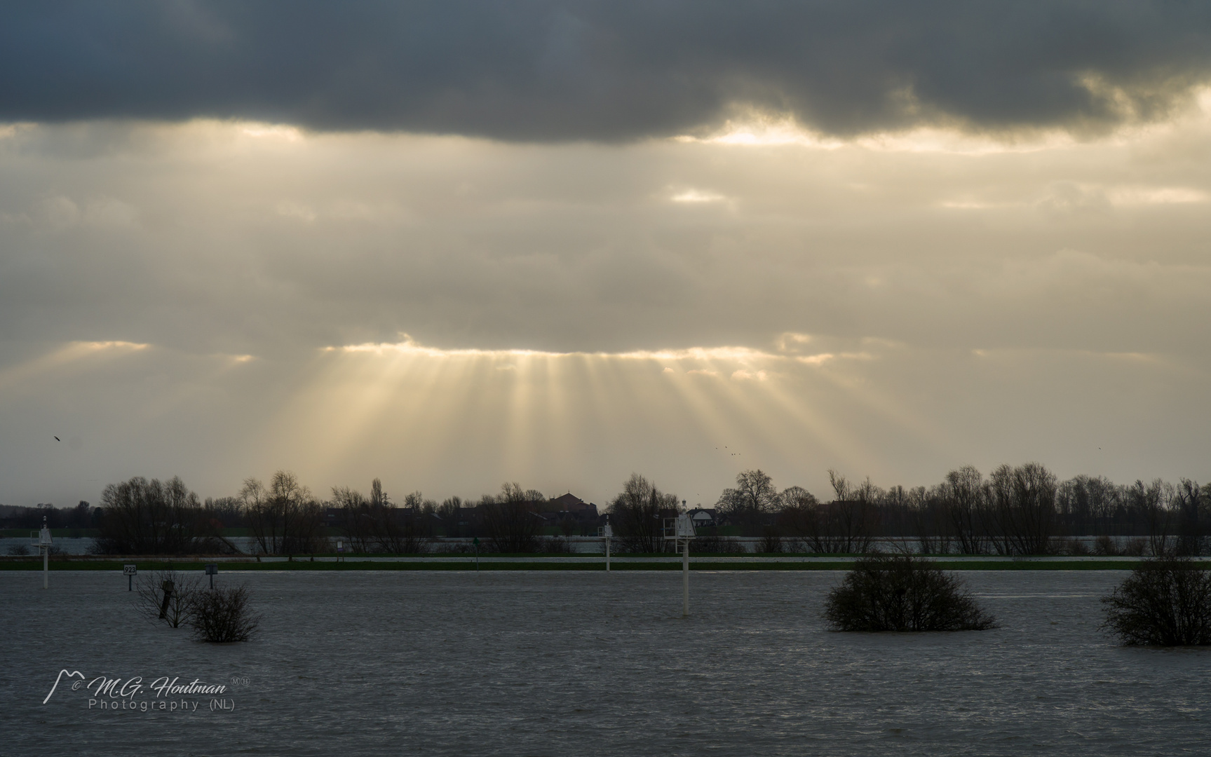 Sunharps (Jacob's ladders) at river Lek (NL)