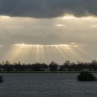 Sunharps (Jacob's ladders) at river Lek (NL)