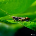 Suning bath grasshopper