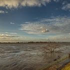 sunken tree