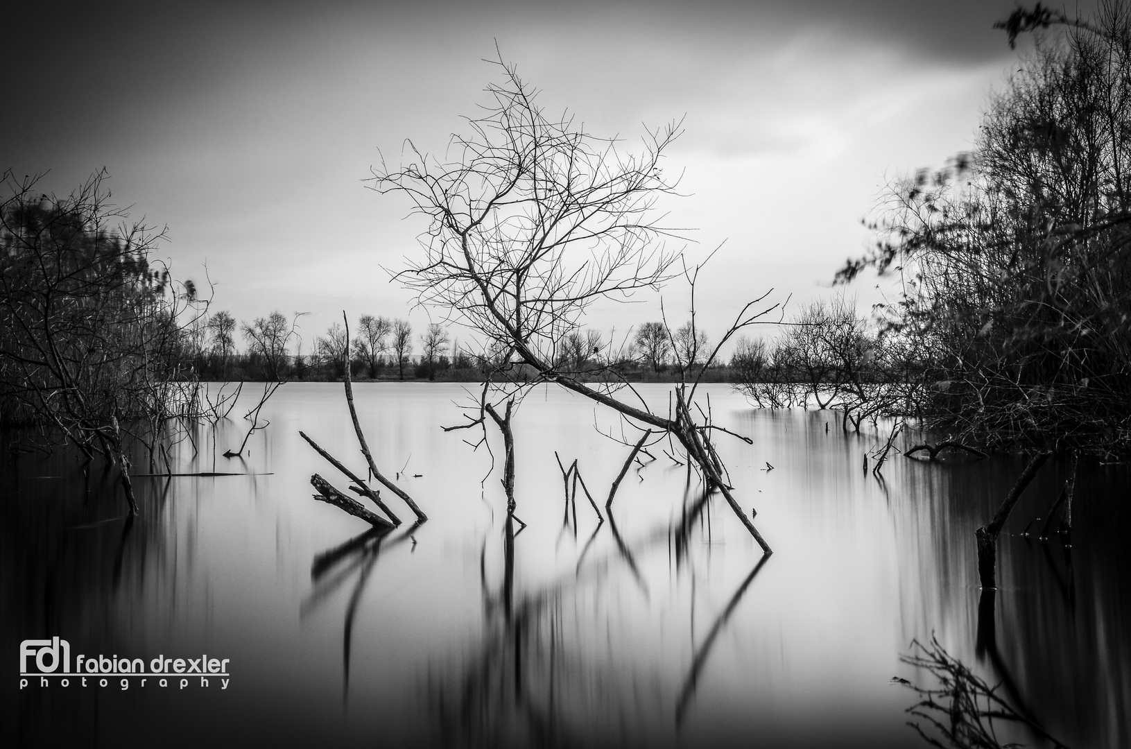 sunken tree