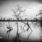 sunken tree