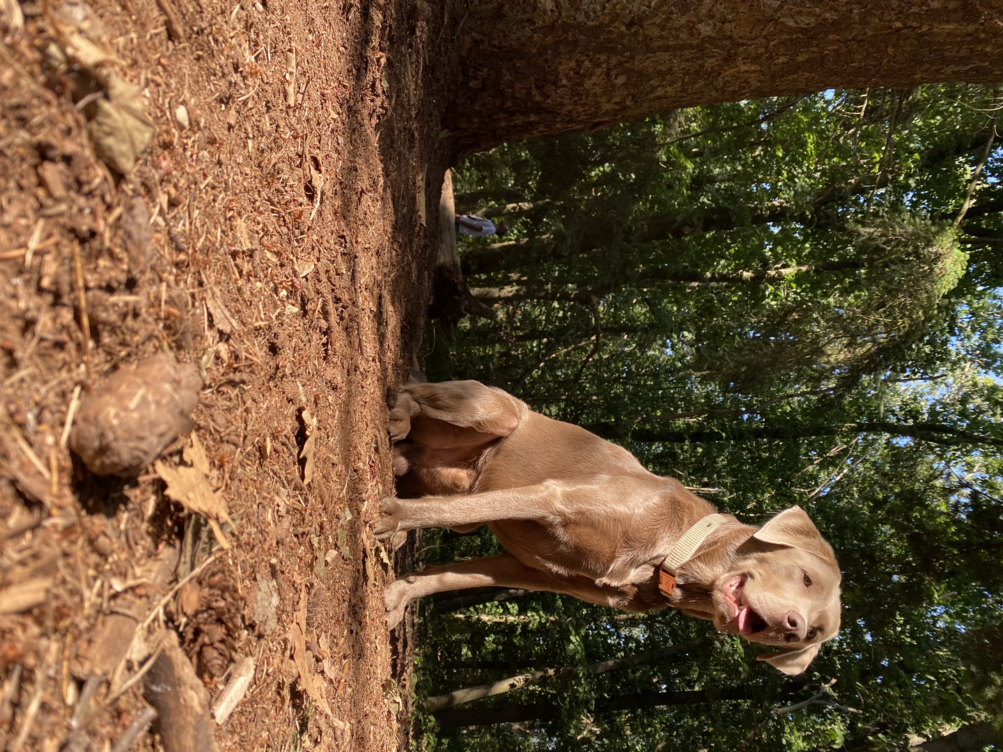 Sunkissed Dog