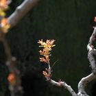 Sunlight at the Leaves