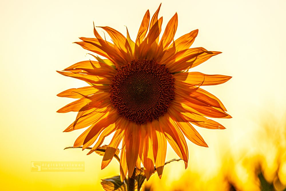 Sunlight Flooded Sunflower