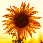 Sunlight Flooded Sunflower