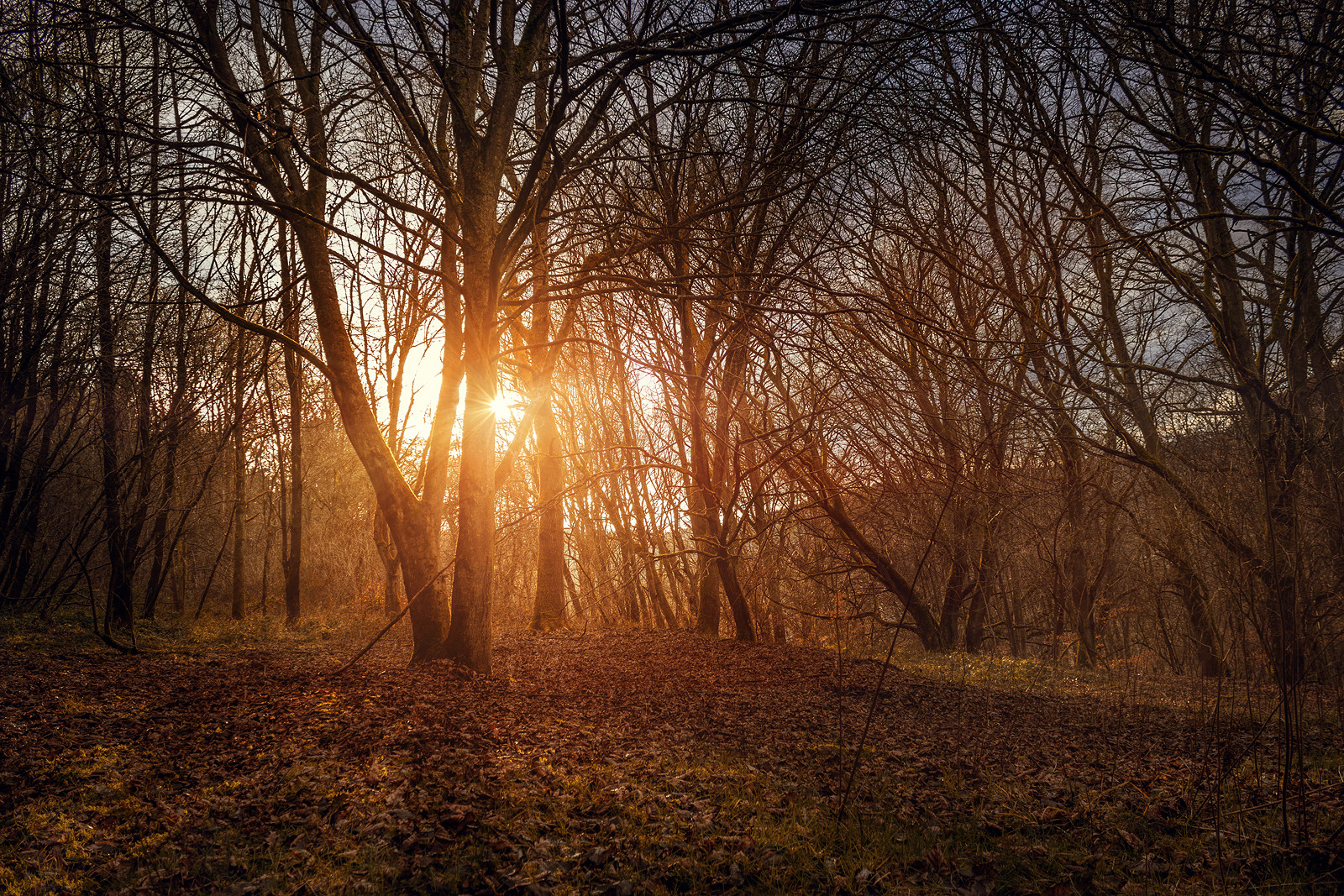 sunlight forest