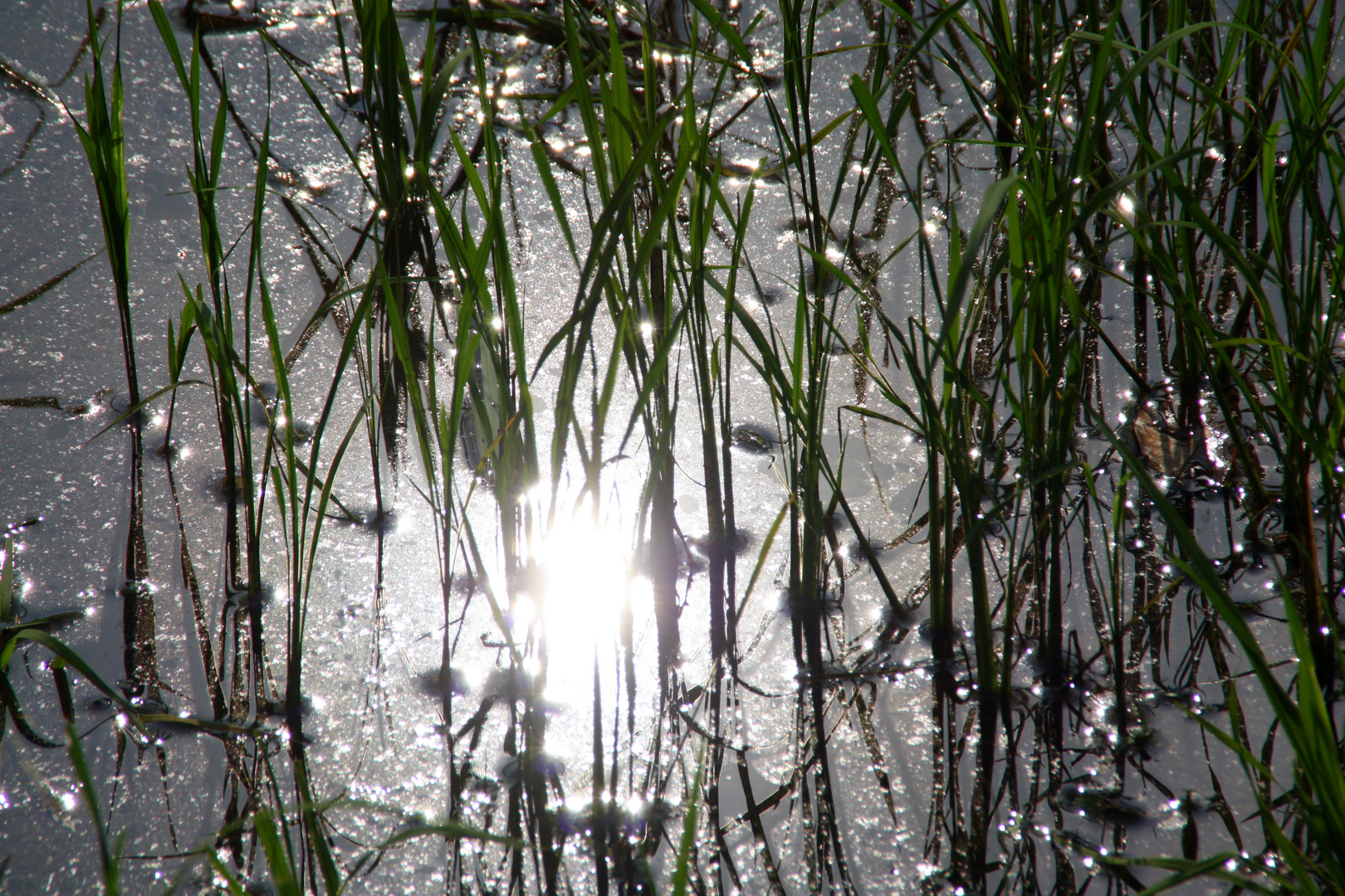 Sunlight in ricefield