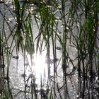 Sunlight in ricefield