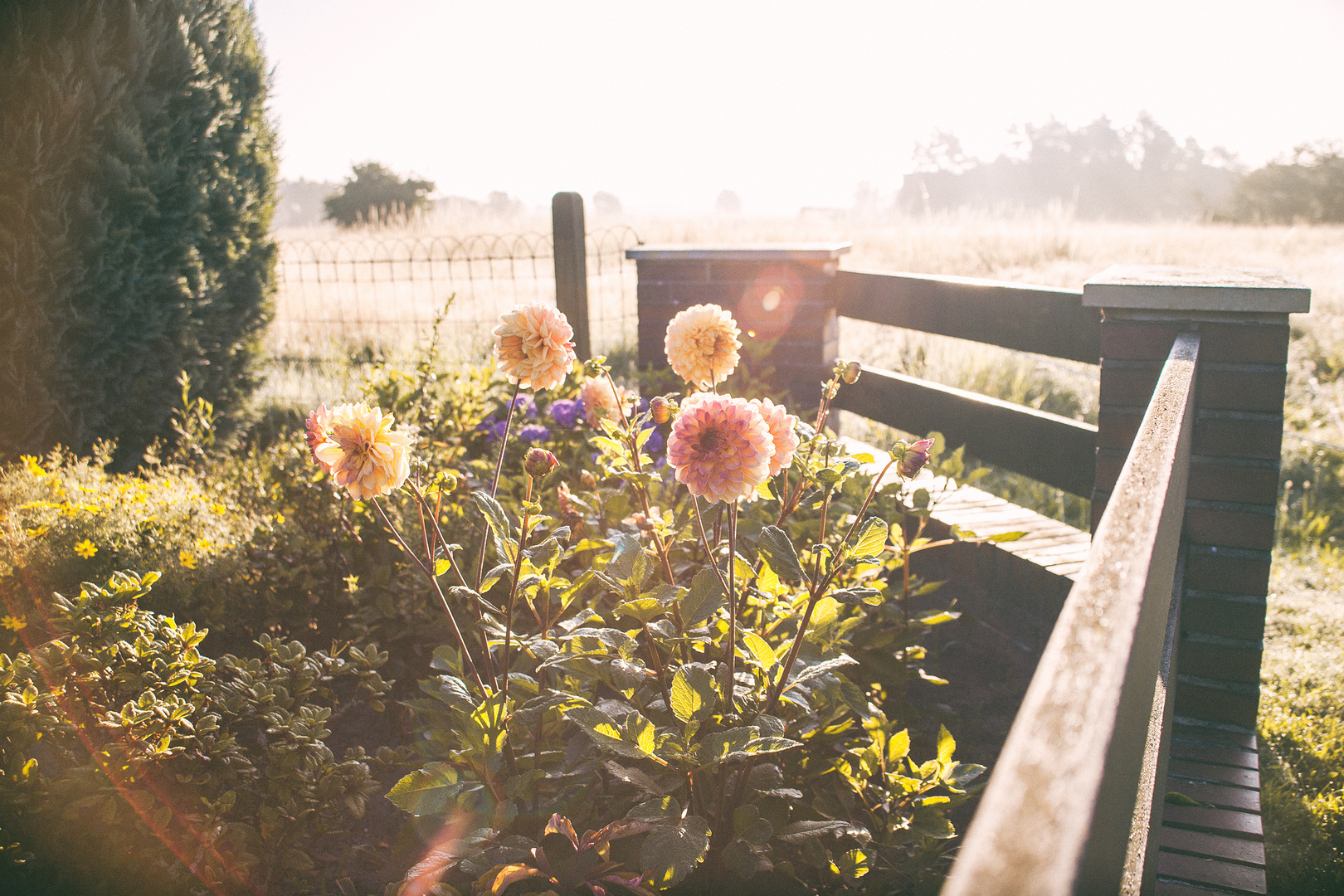 Sunlight in the morning