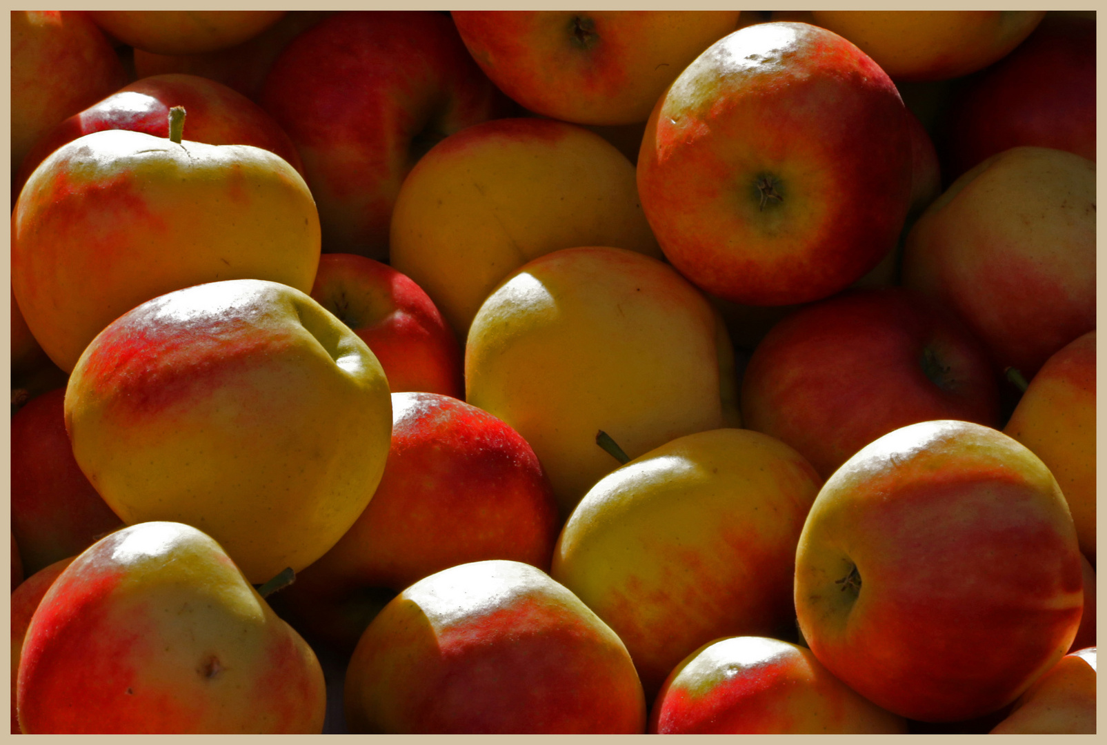 sunlight on some apples