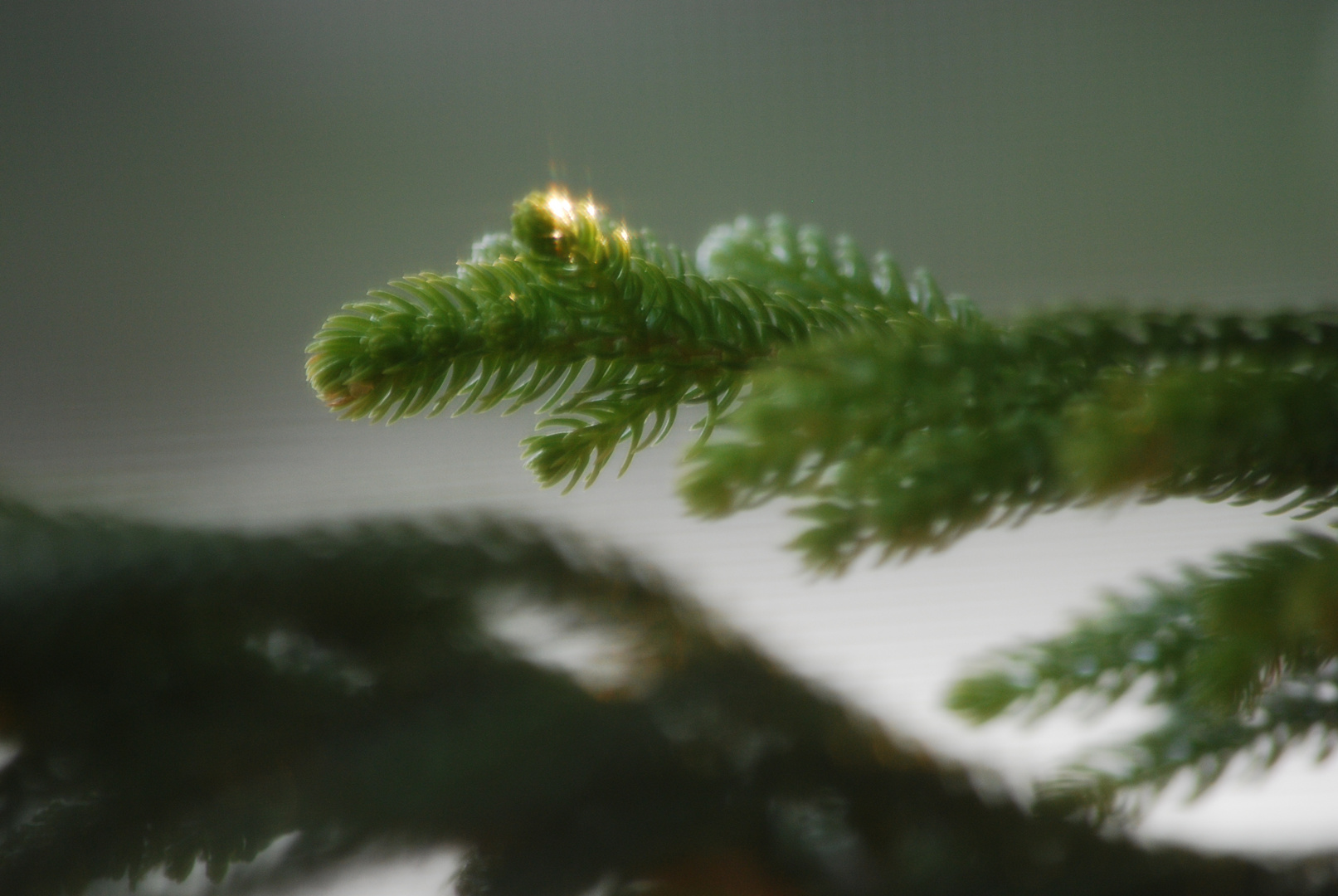 sunlight on the pine