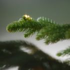 sunlight on the pine