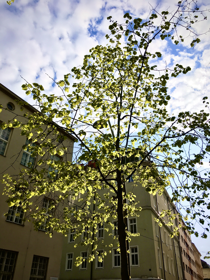 Sunlight through the leaves