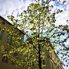 Sunlight through the leaves