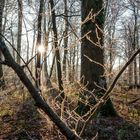 Sunlight through the trees