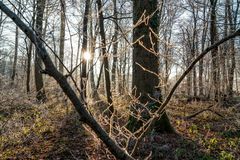 Sunlight through the trees