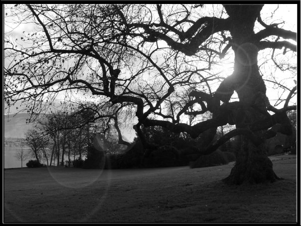 Sunlight through tree