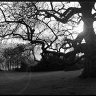 Sunlight through tree