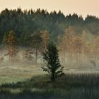 Sunlit branches 