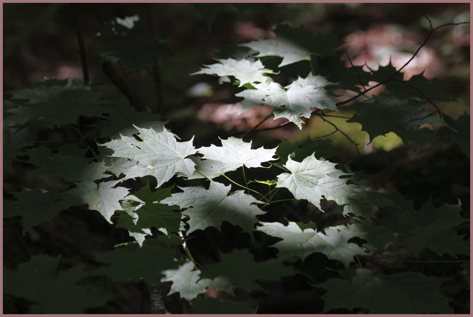 Sunlit Maple Leaves