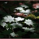 Sunlit Maple Leaves