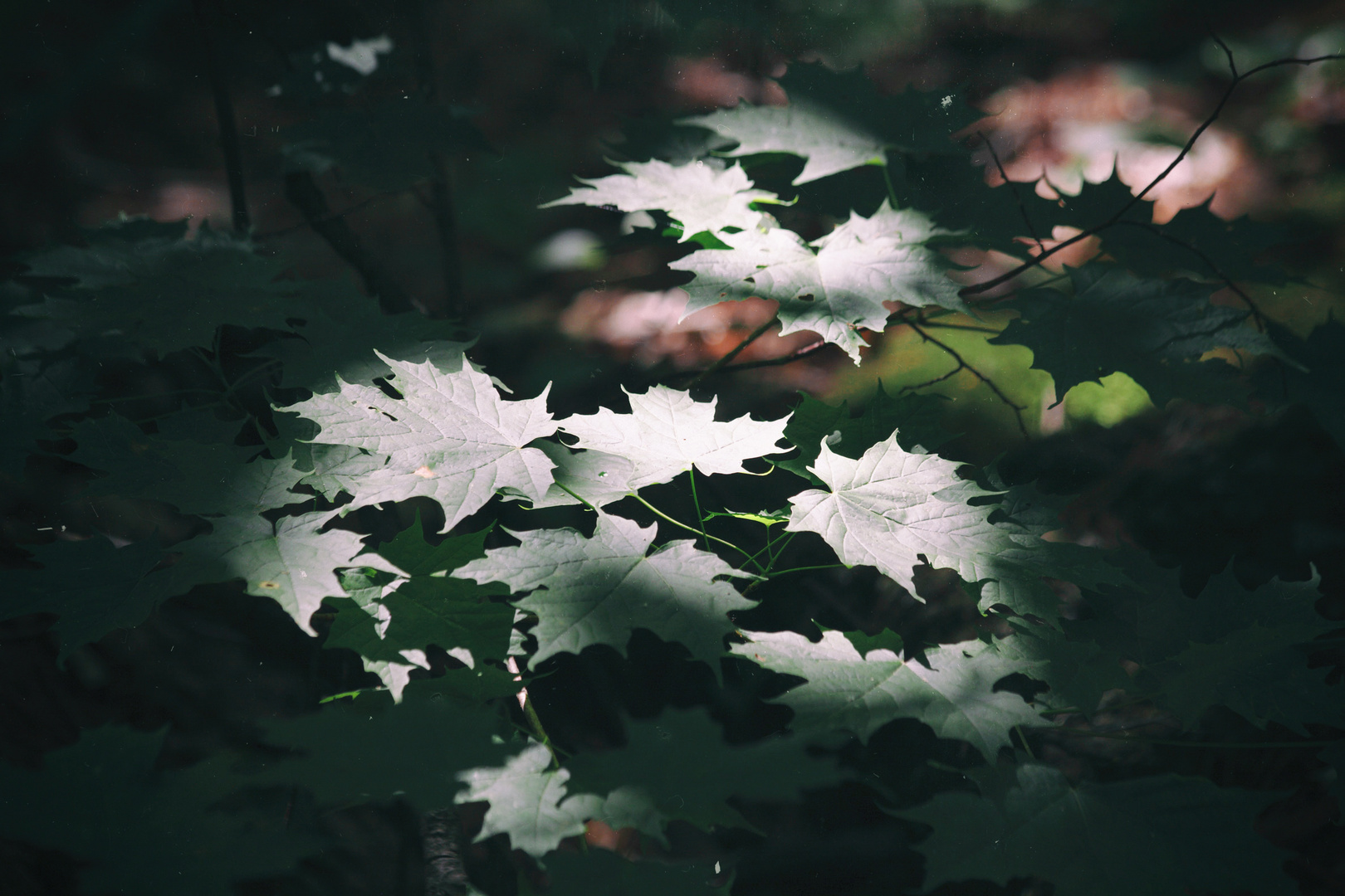 Sunlit Maple Leaves