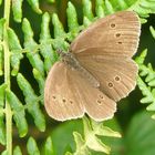 Sunlit Meadow Brown