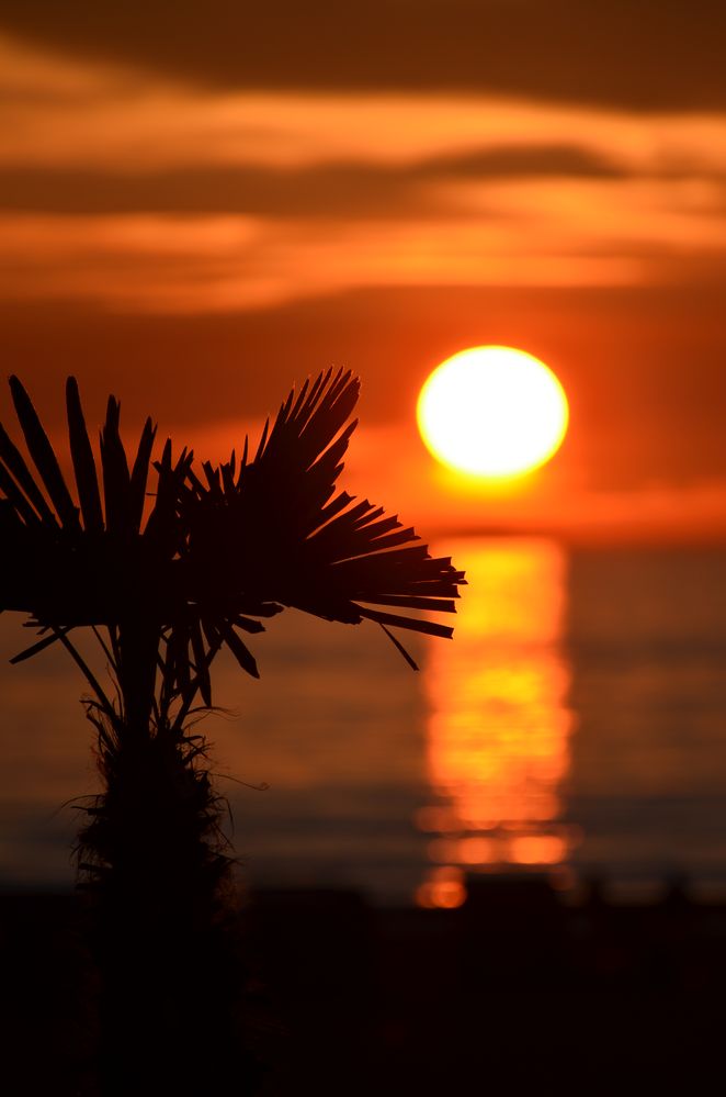 Sunnenuntergang mit Palme