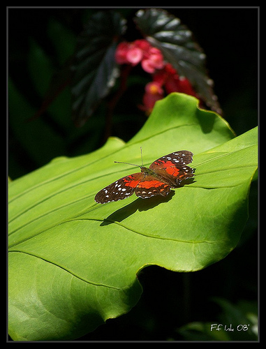 Sunning Butterfly