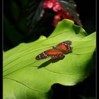 Sunning Butterfly