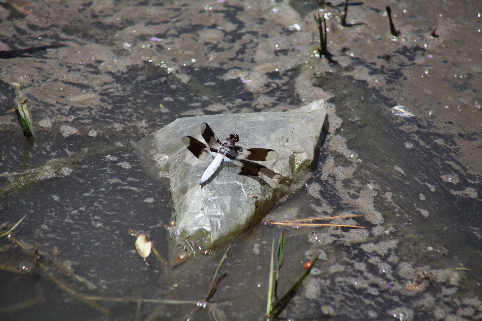 sunning on rock -