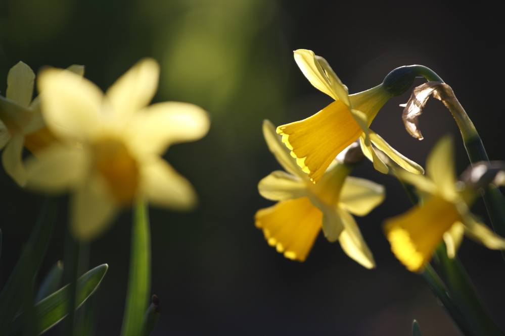 Sunny von Christoph Schn. 