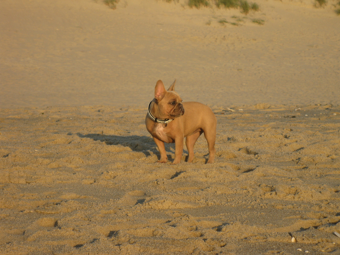 Sunny am Strand