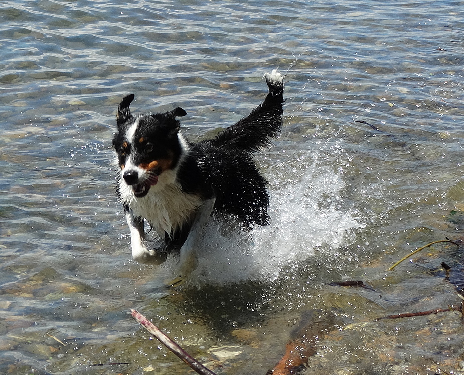 Sunny auf der Jagd nach dem Stöckchen