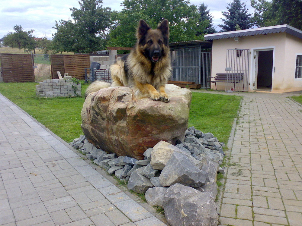 Sunny auf seinem Stein