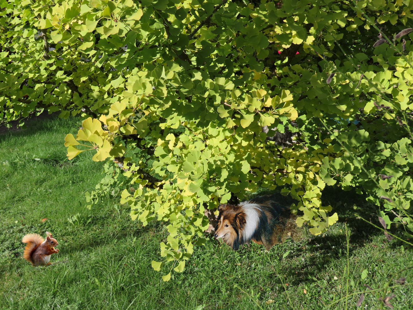 Sunny beobachtet das Eichhörnchen-Thementag mit Sonne