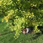 Sunny beobachtet das Eichhörnchen-Thementag mit Sonne