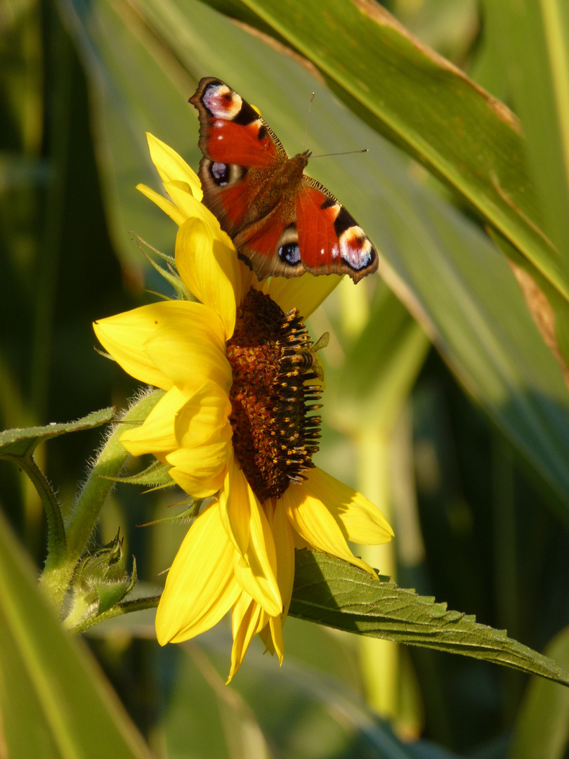 sunny butterfly